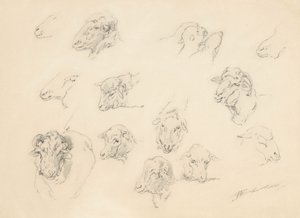 Studie van schapenkoppen, 1877